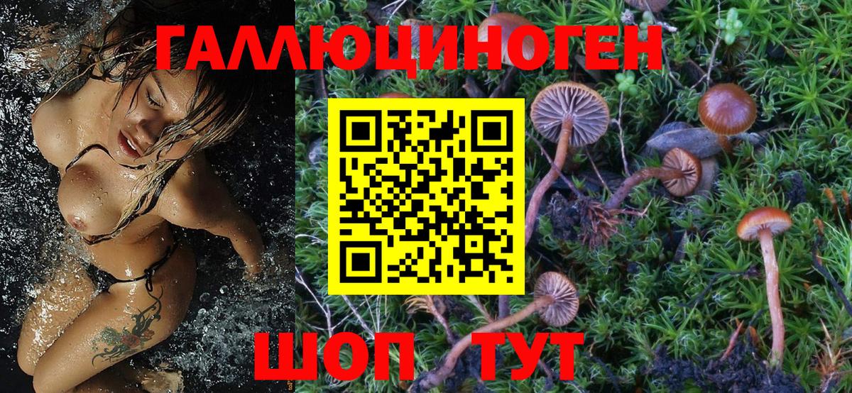 Жуковский  Псилоцибиновые грибы MAGIC MUSHROOMS  Вход с VPN  Псилоцибиновые грибы GOLDEN TEACHER 